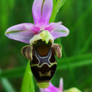 Ophrys Bécasse